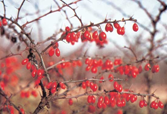 Barberry Tree