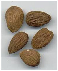 Bitter Almond - Iran Medical Herb Exporter