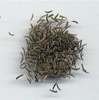 Cumin seeds - Iran Medical Herb Exporter