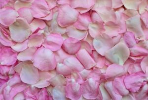 Pink Rose Petal